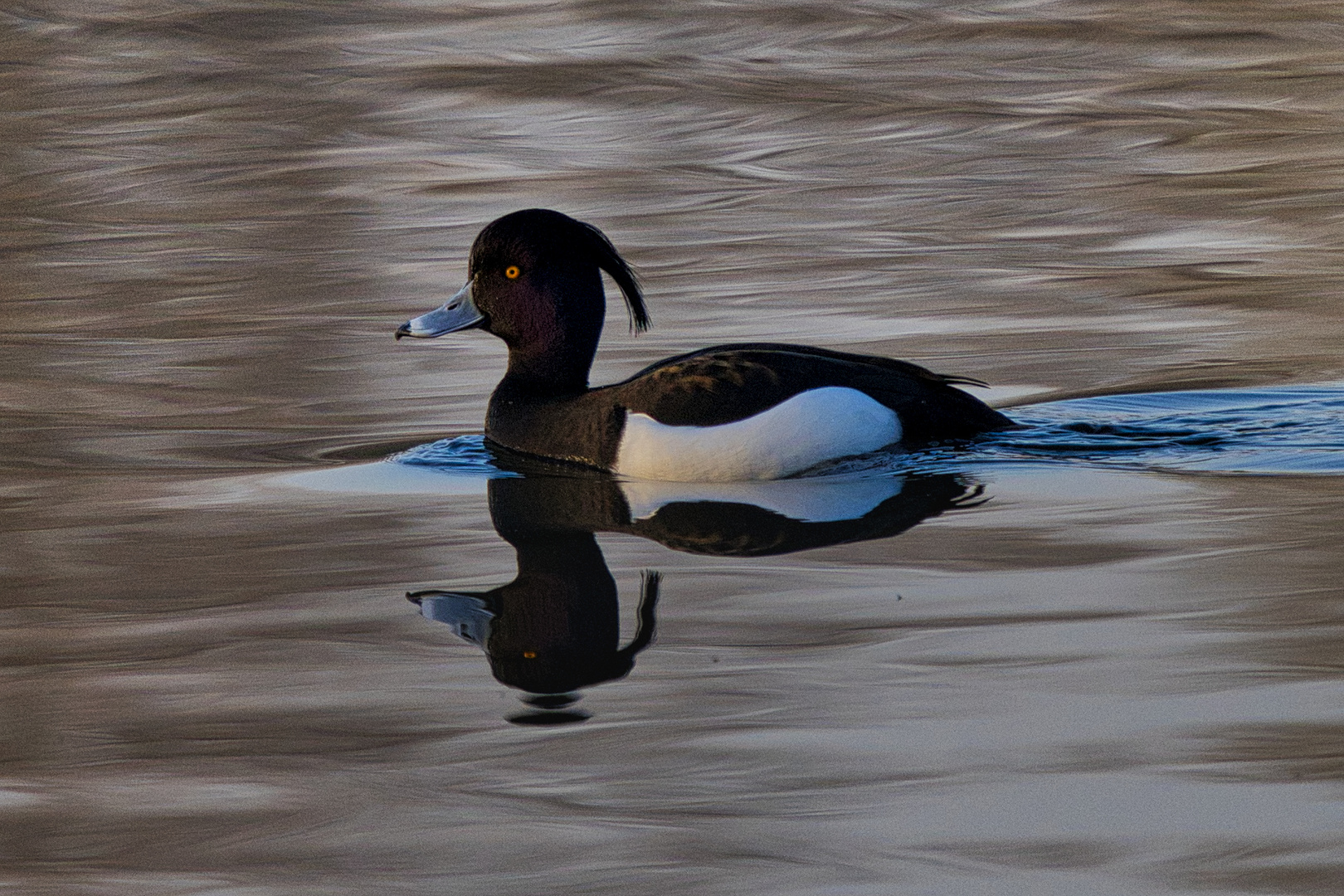 Reiherente am Rubbenbruchsee