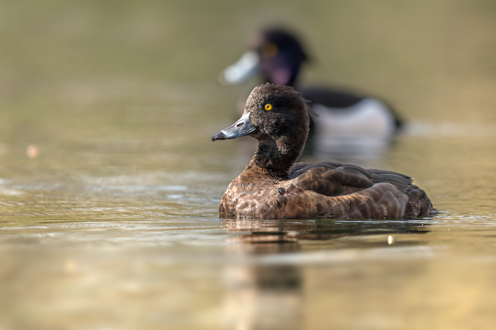 Reiherente (Aythya fuligula)