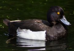 Reiherente (Aythya fuligula)