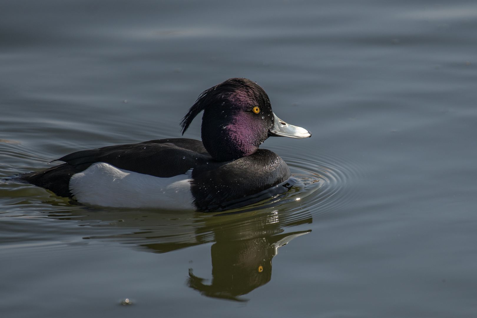 Reiherente (Aythya fuligula)  