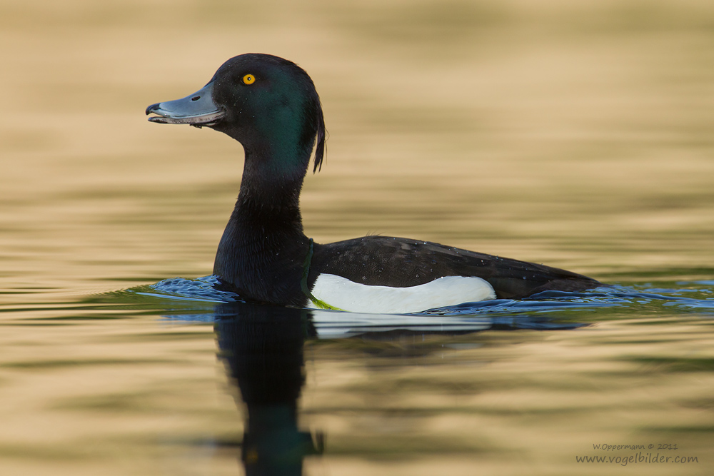 Reiherente (Aythya fuligula)