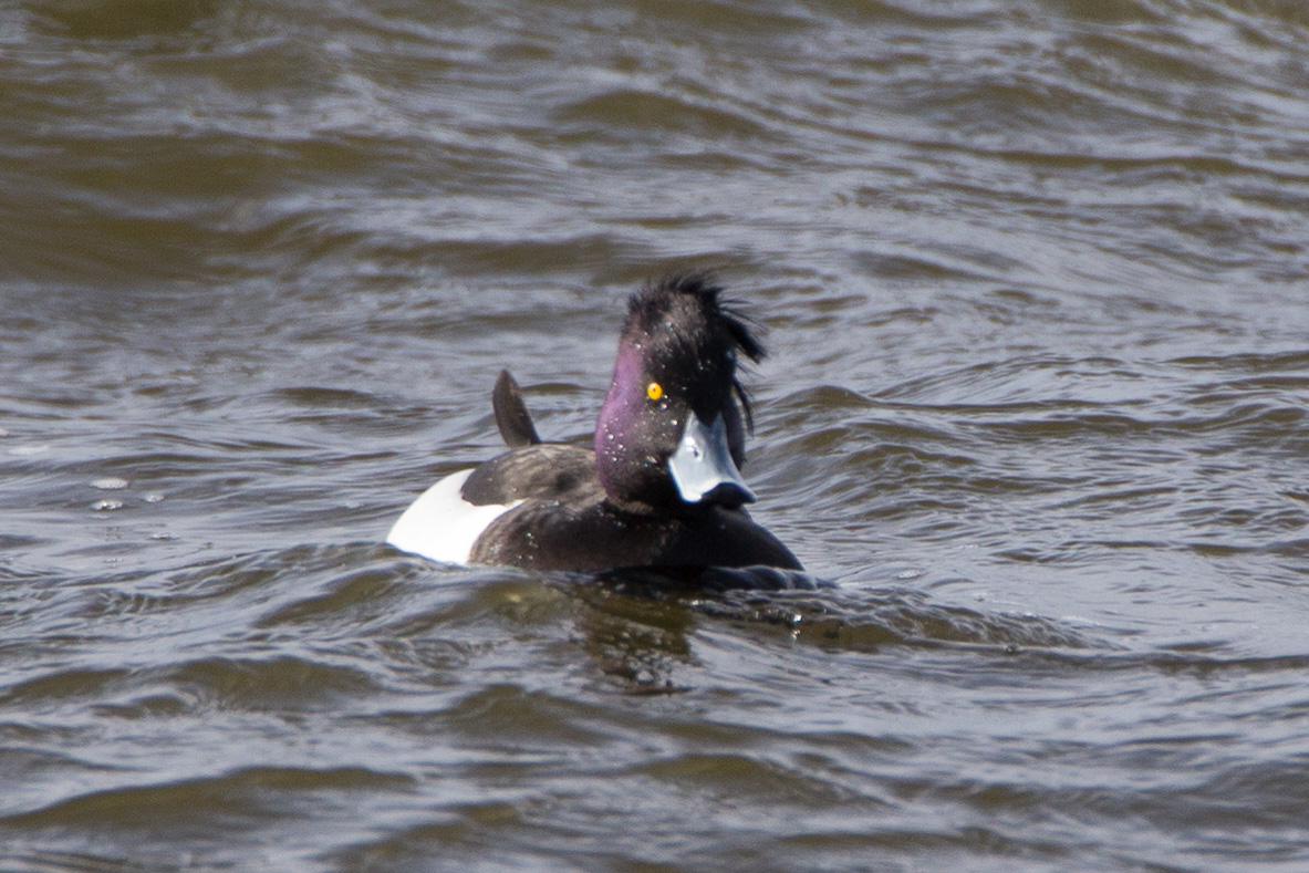 Reiherente (Aythya fuligula)