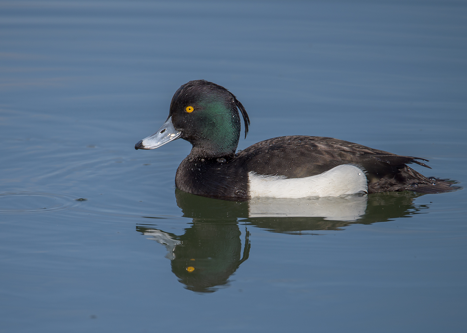 Reiherente (Aythya fuligula) 