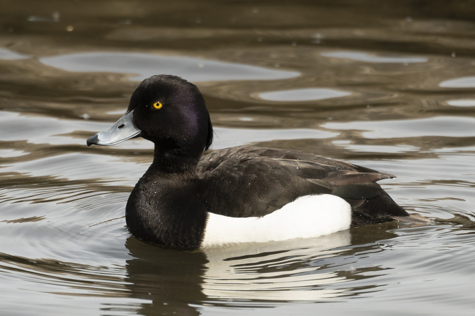 Reiherente (Aythya fuligula)