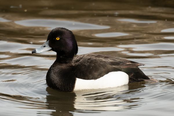 Reiherente (Aythya fuligula)