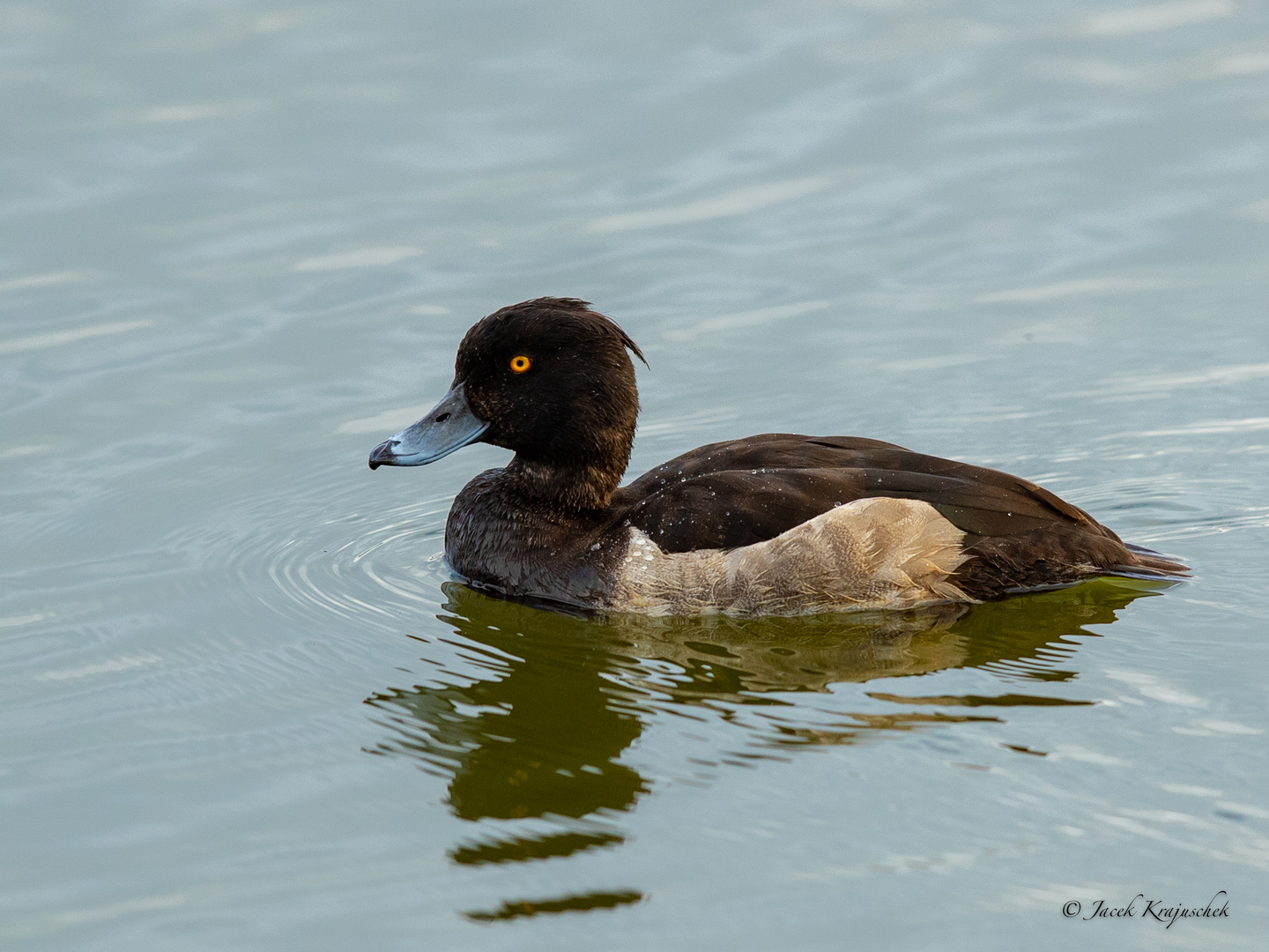 REIHERENTE (Aythya fuligula)