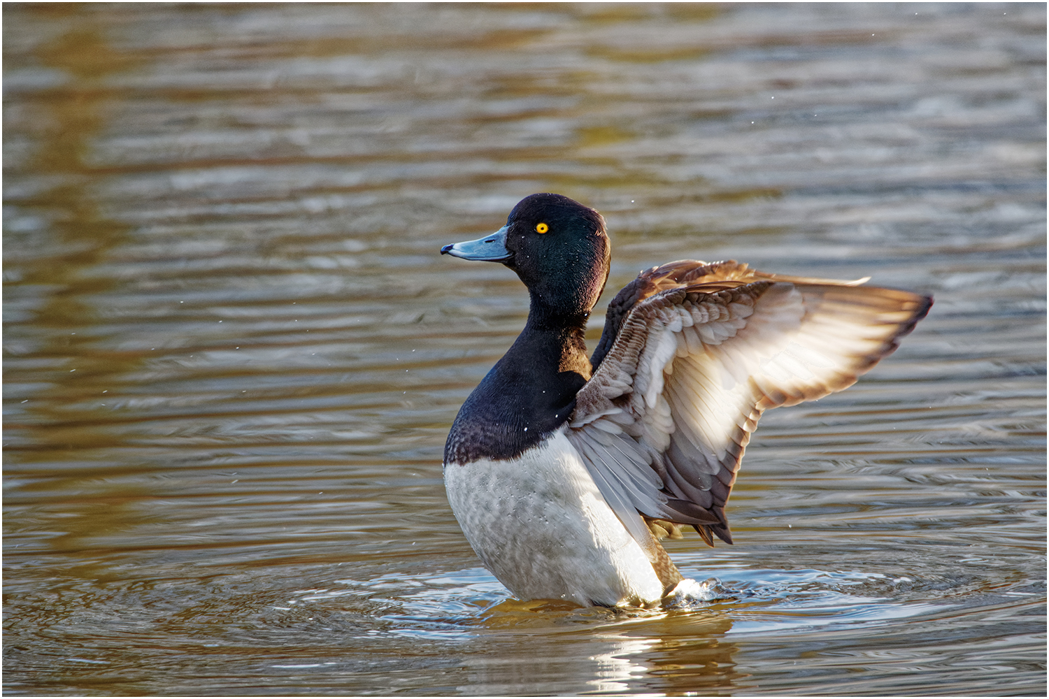 Reiherente ( Aythya fuligula)