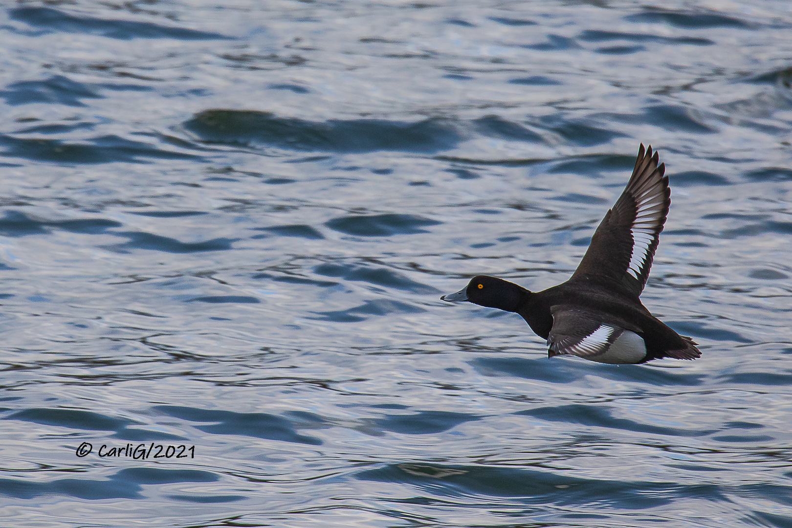 Reiherente (Aythya fuligula) 