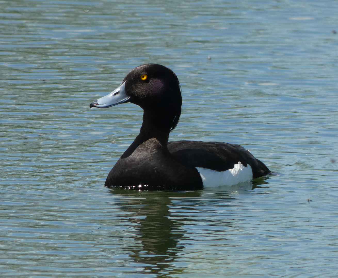 Reiherente (Aythya fuligula)