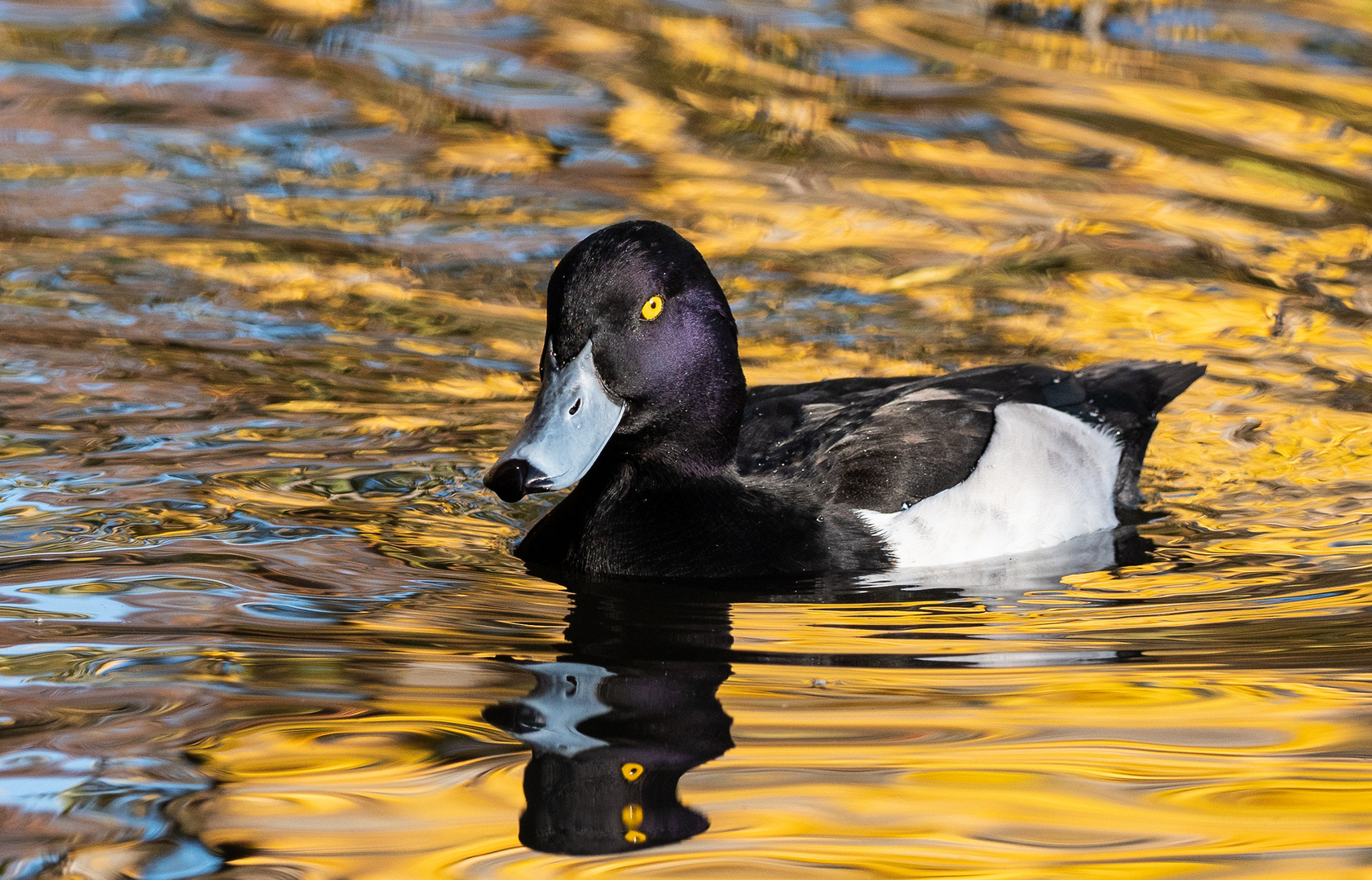 Reiherente (Aythya fuligula)