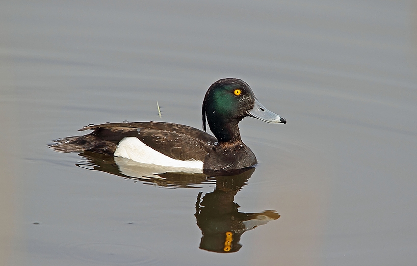 Reiherente (Aythya fuligula) - Erpel