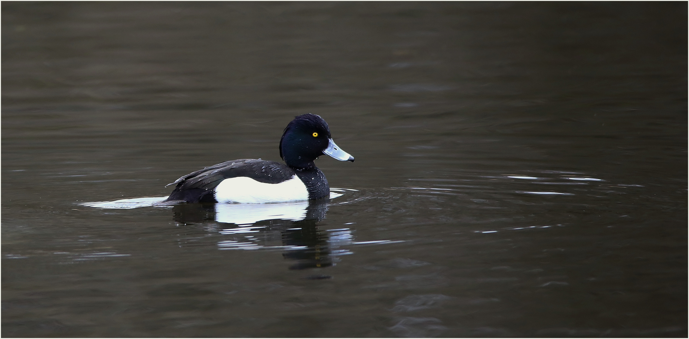 Reiherente (Aythya fuligula)...