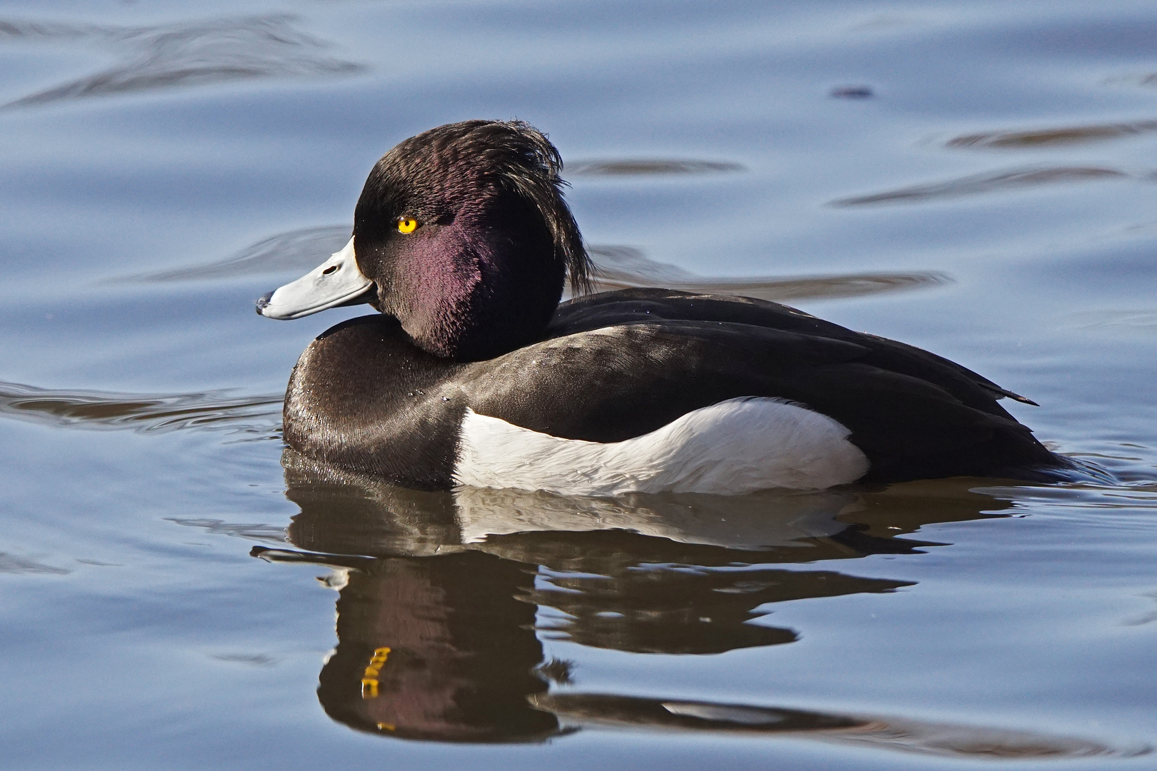 Reiherente (Aythya fuligula), Männchen