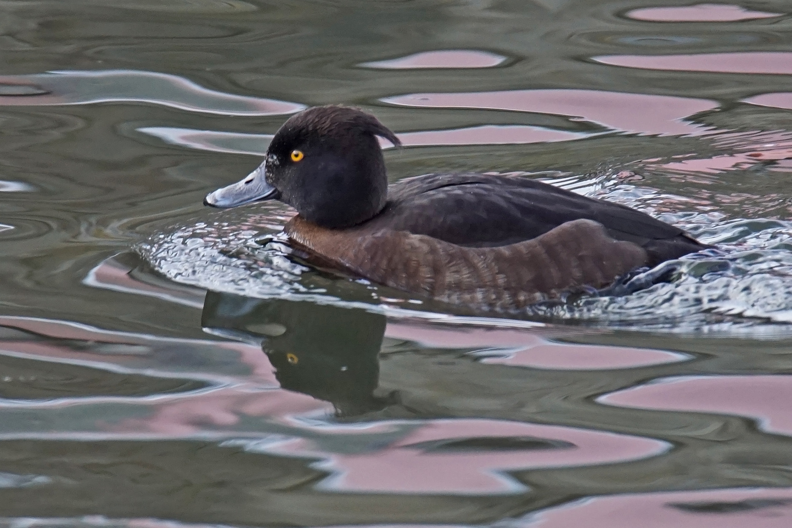 Reiherente (Aythya fuligula), Weibchen