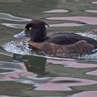 Reiherente (Aythya fuligula), Weibchen