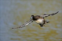 Reiherente im Anflug