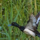 Reiherente im Flug