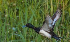 Reiherente im Flug