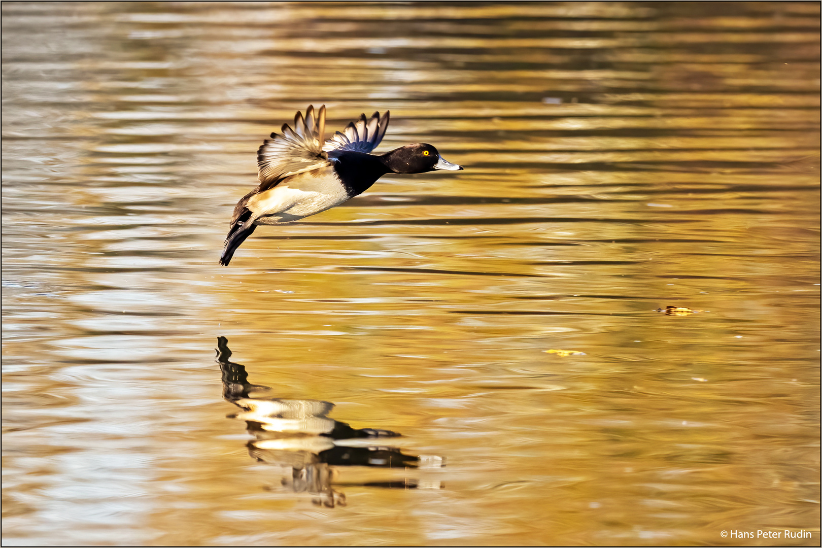 Reiherente im Flug