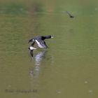 Reiherente im Flug