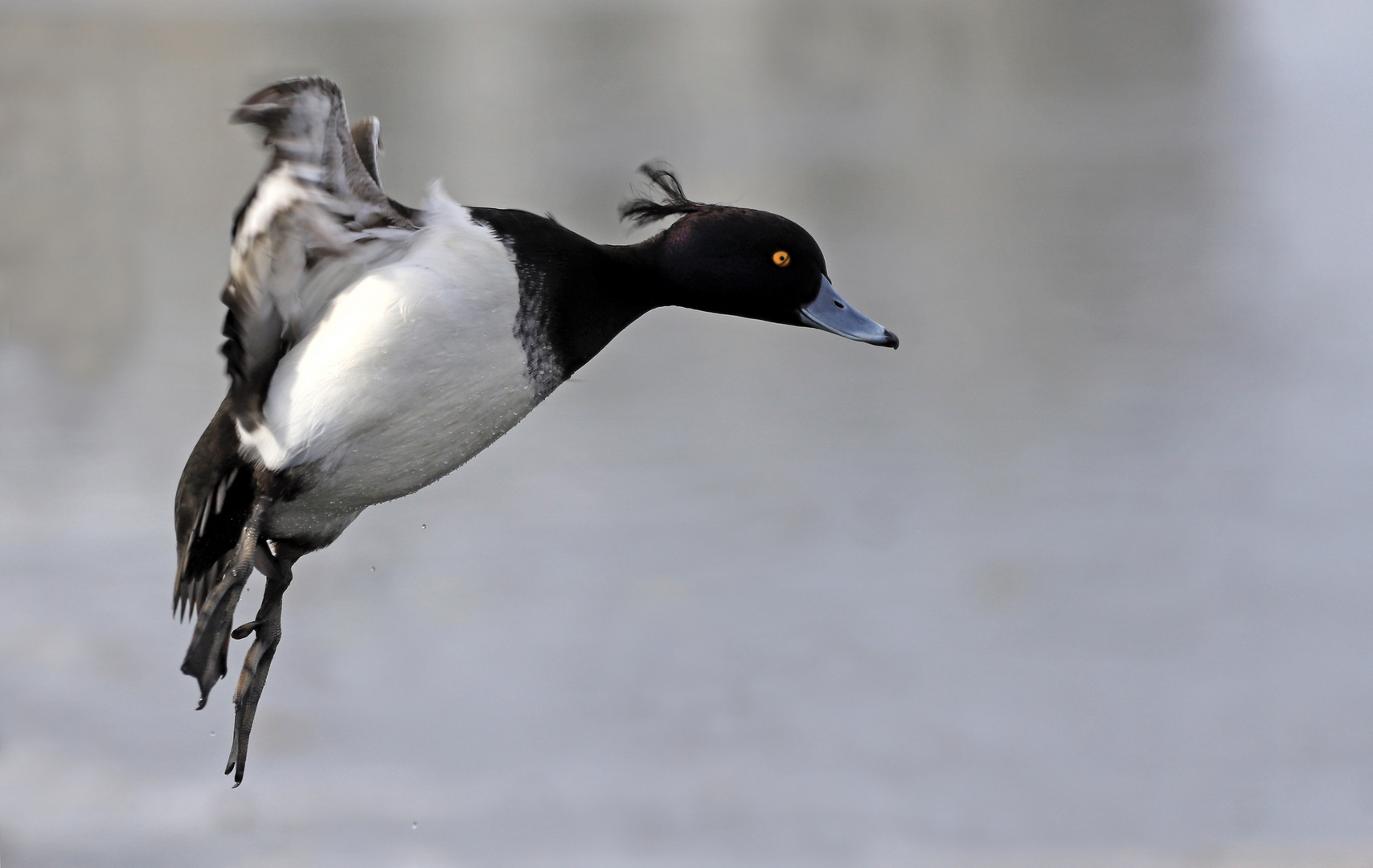 Reiherente im Flug