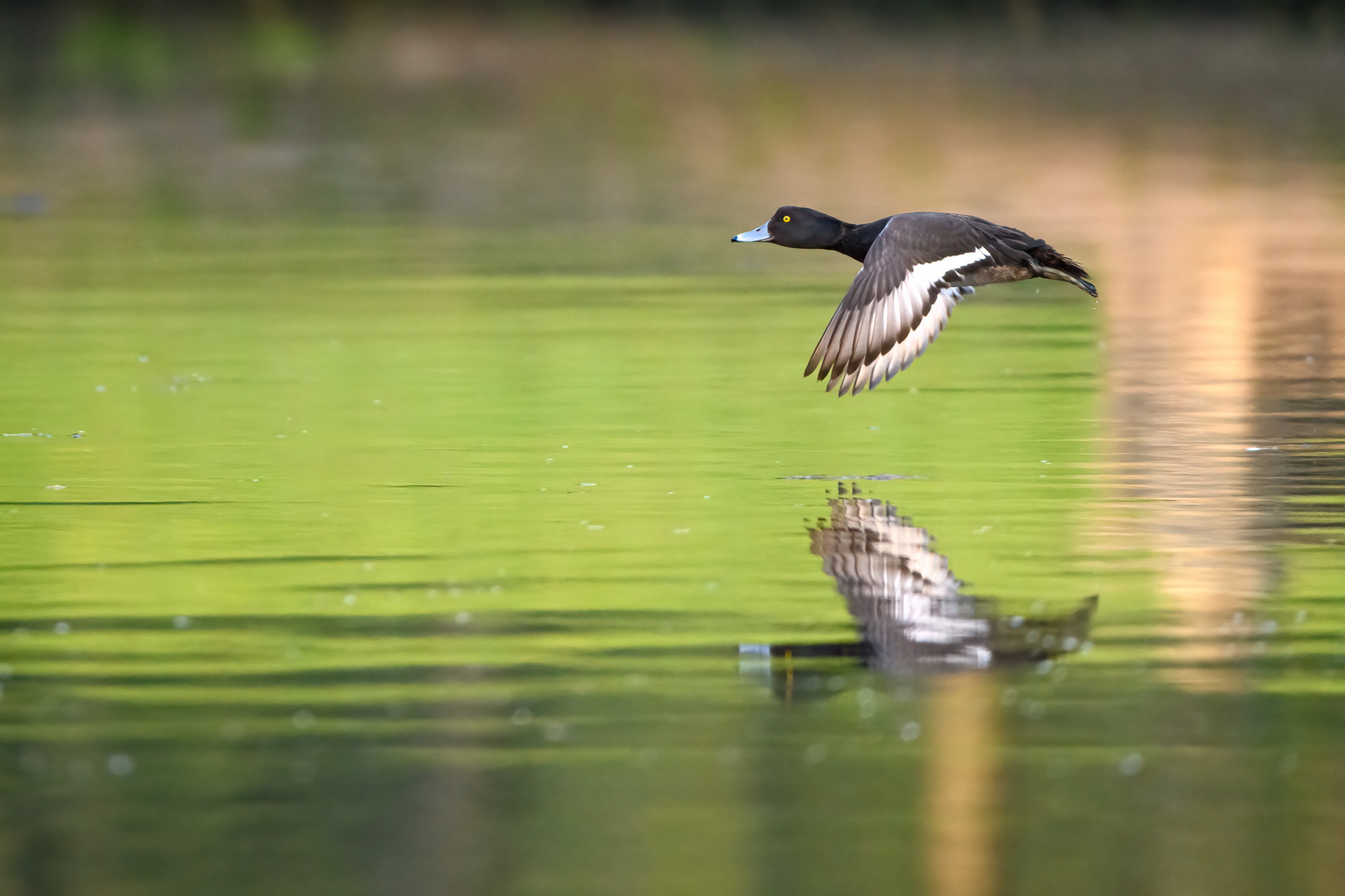 Reiherente im Flug