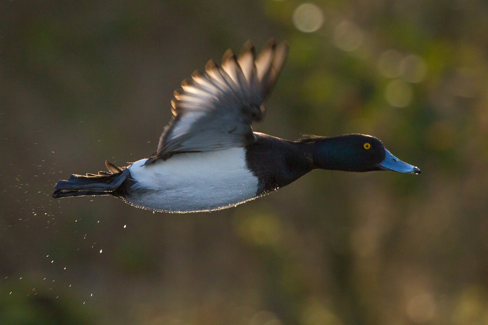 Reiherente im Flug