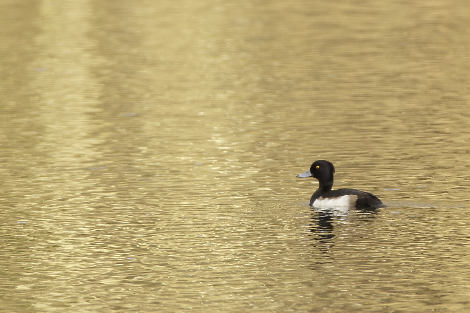 Reiherente im goldenen Wasser