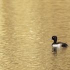 Reiherente im goldenen Wasser