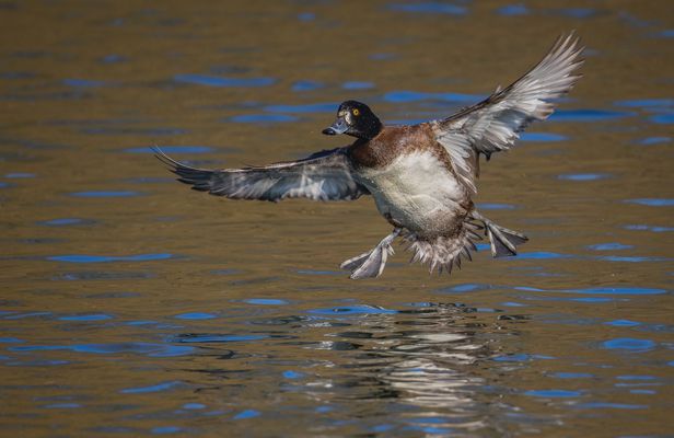 Reiherente im Landeanflug (Aythya fuligula) weibl.