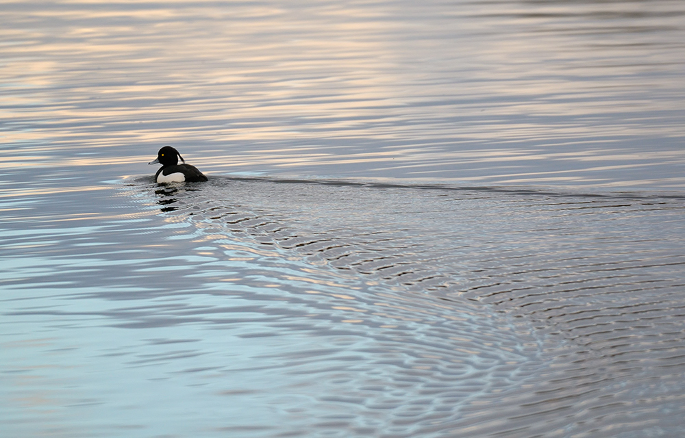 Reiherente im (sich spiegelnden) Abendhimmel schwimmend