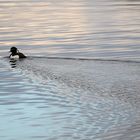 Reiherente im (sich spiegelnden) Abendhimmel schwimmend