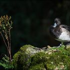 Reiherente Männchen das die Herbstsonne geniest!