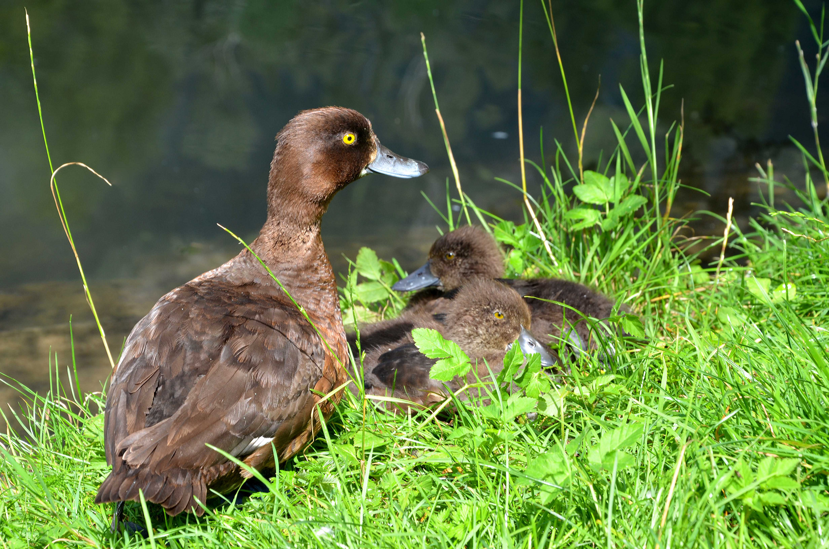 Reiherente mit Nachwuchs