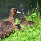 Reiherente mit Nachwuchs