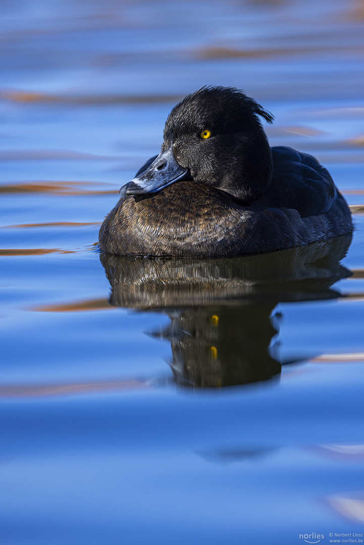 Reiherente mit Spiegelung