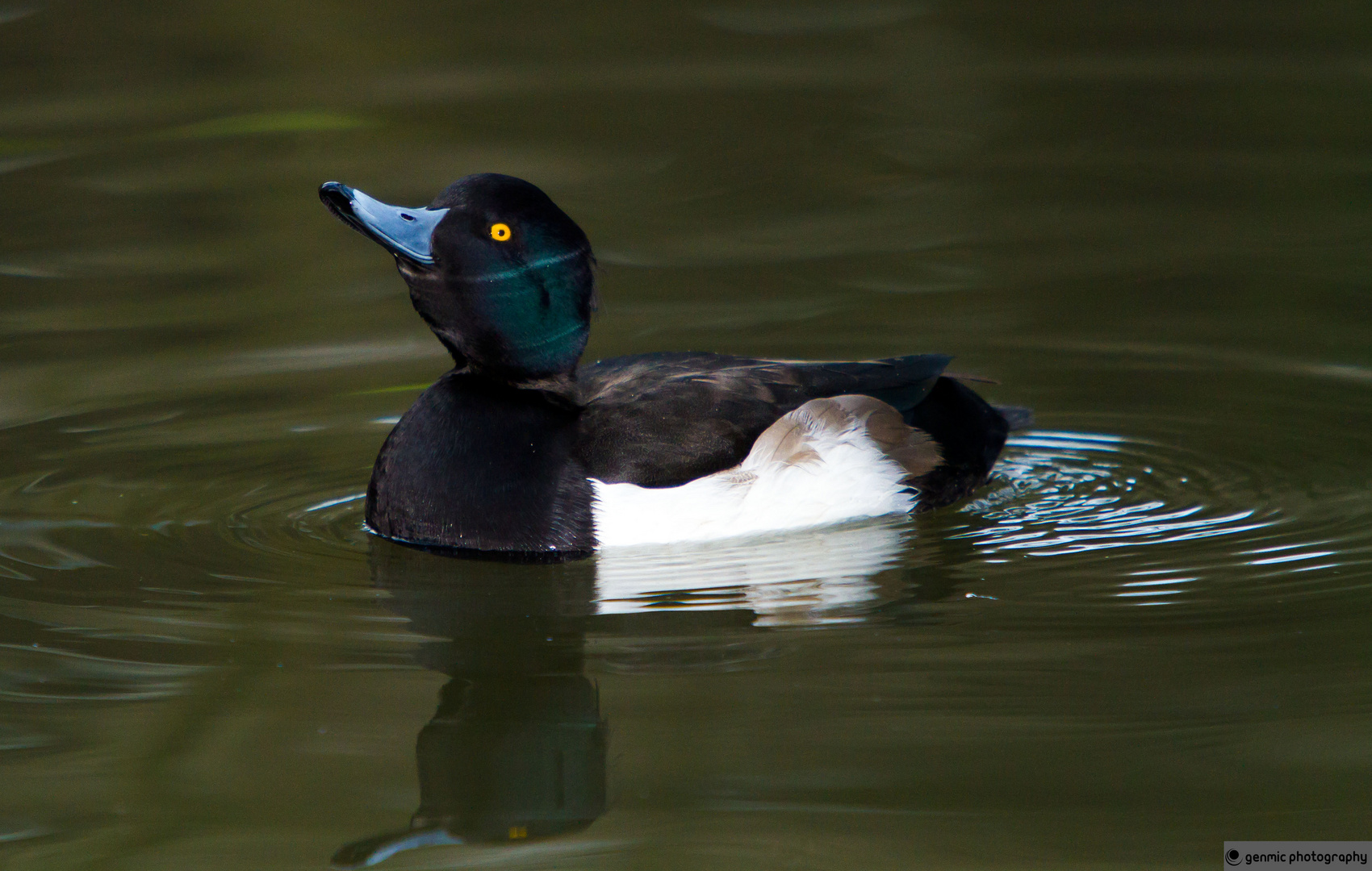 Reiherente - Tufted Duck