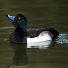 Reiherente - Tufted Duck