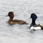 Reiherenten auf dem Stadtparksee  .....