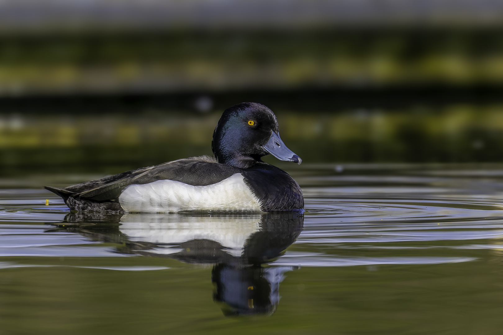 Reiherenten (Aythya fuligula)