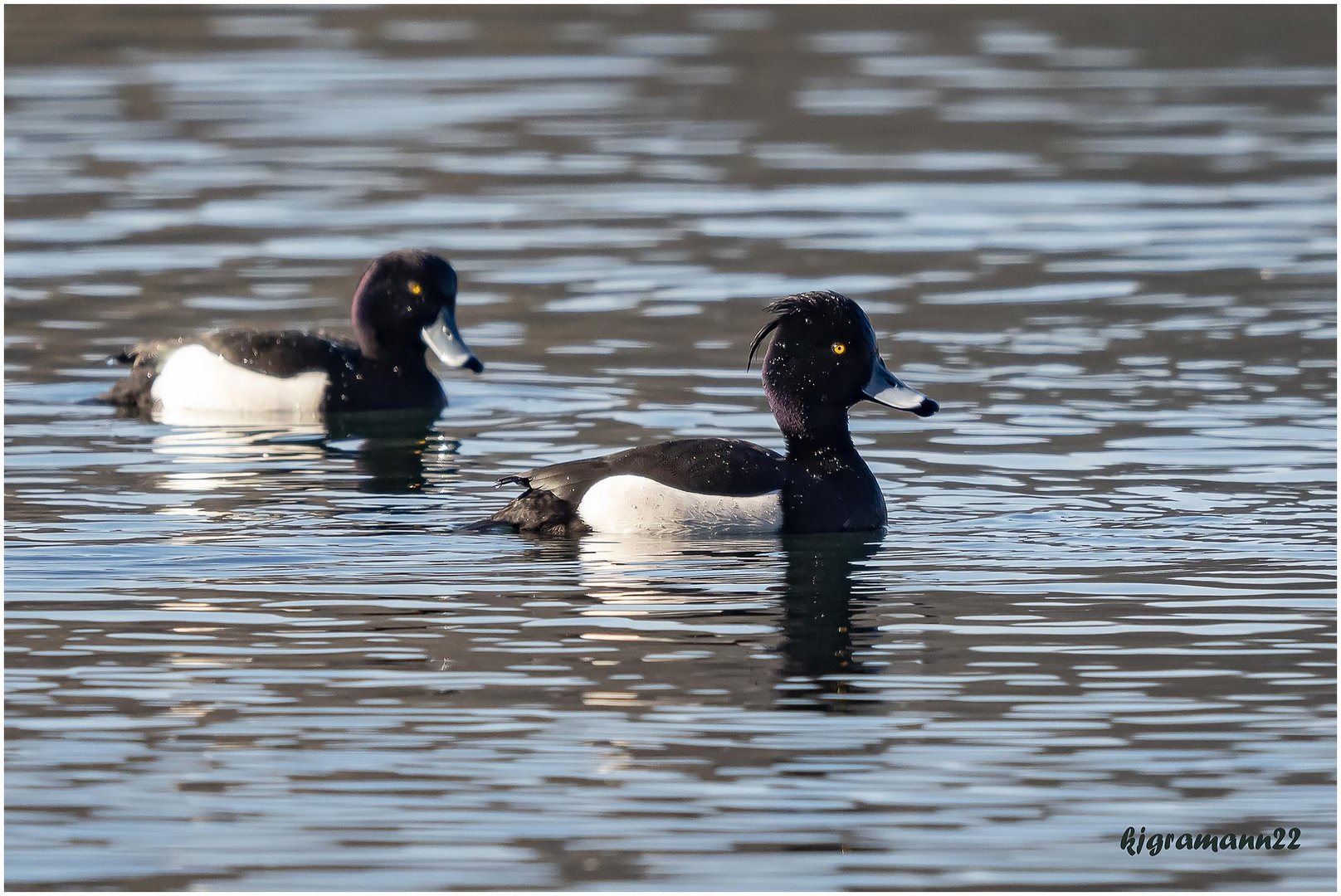 reiherenten (Aythya fuligula) ....