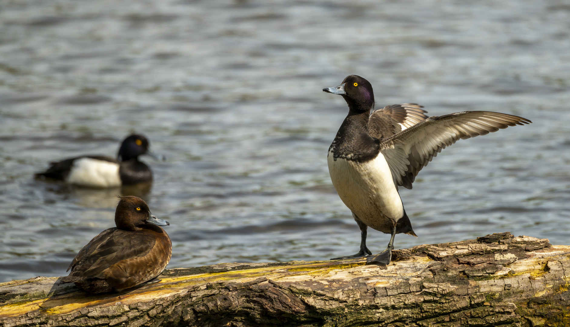 Reiherenten (Aythya fuligula)