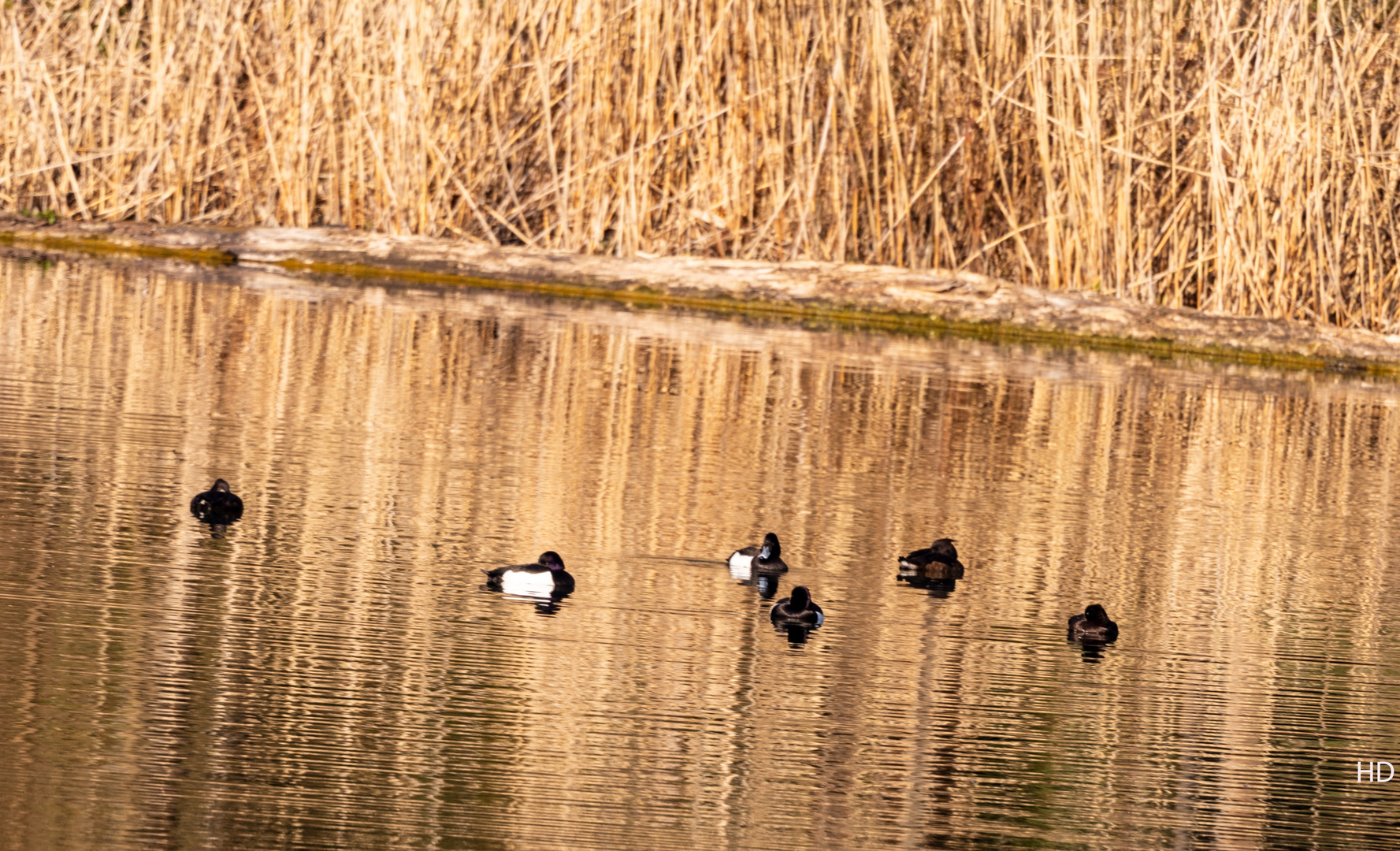 Reiherenten (Aythya fuligula)