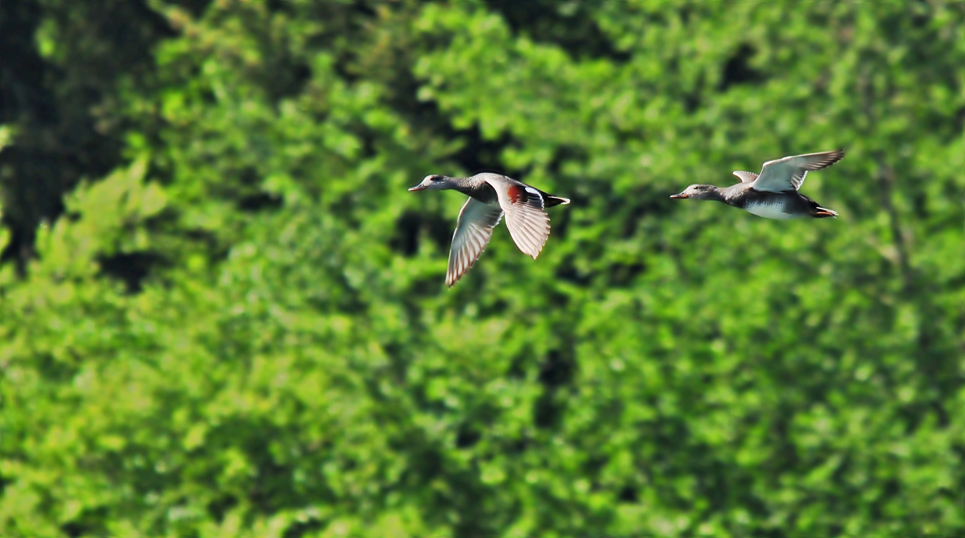 Reiherenten im Flug