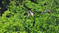 Reiherenten im Flug