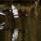 Reiherenten im Flug [ND]