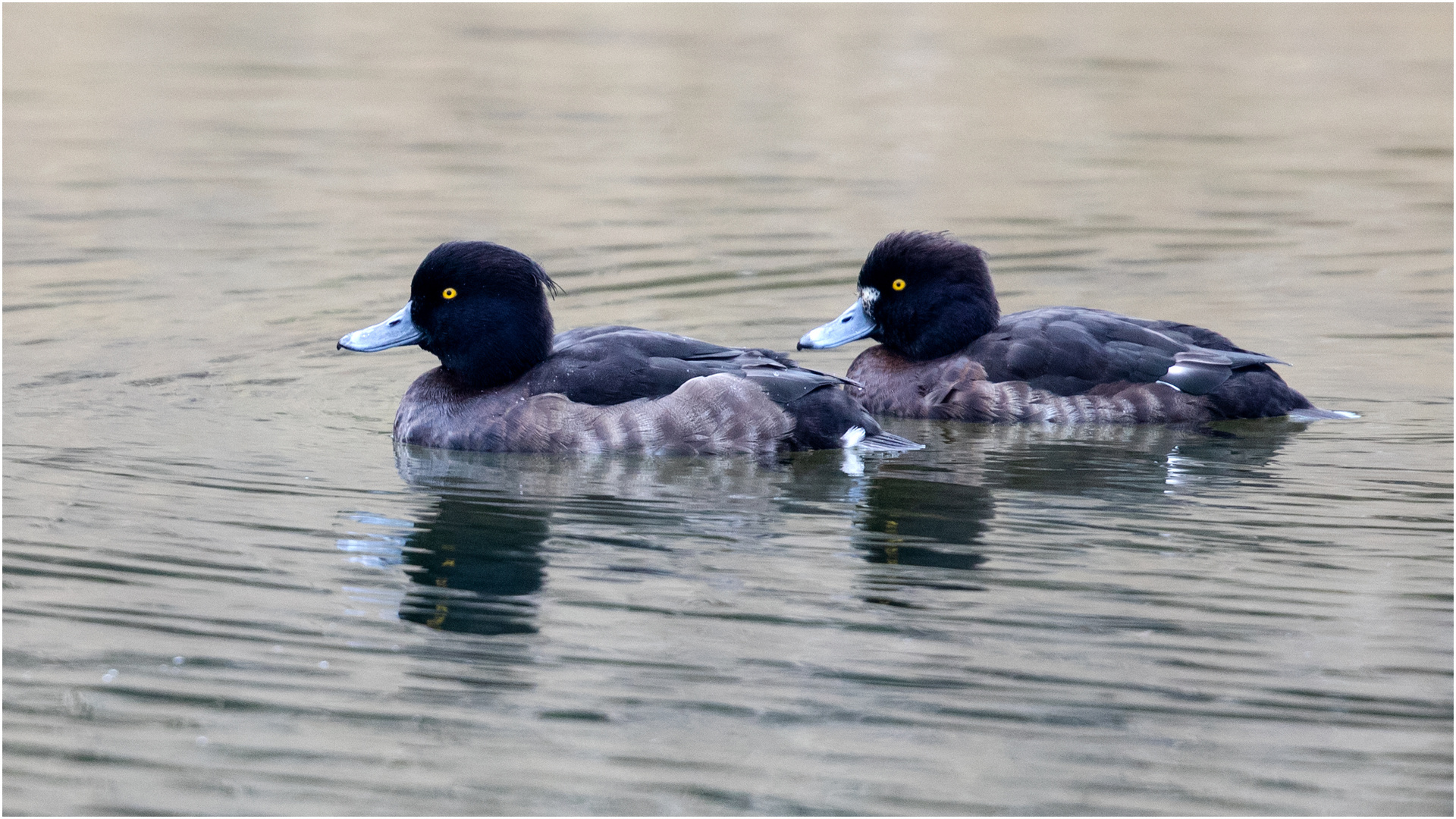 Reiherenten - Ladies im Duo  .....