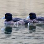 Reiherenten - Ladies im Duo  .....