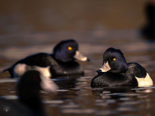 Reiherenten meet Ralle