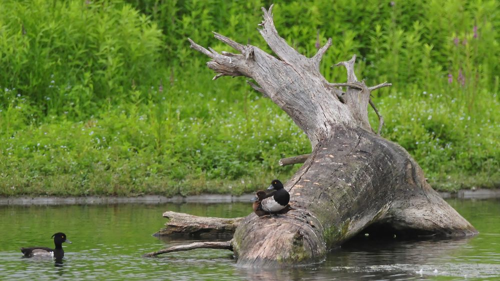 Reiherenten-Meeting in der Lippe-Aue, zwei Erpel beäugen sich eindringlich wegen einer Ente.